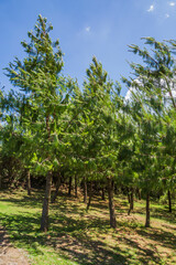 Fototapeta premium Arboles de Pino en bosque mexicano.