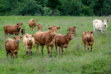 Fototapeta premium Large Cattle Herd with Calves on Green Organic Pasture in Sustainable Livestock Farming Landscape
