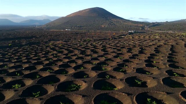 Aerial Sunset View of the Volcanic Vineyards and Ash Craters in La Geria Lanzarote