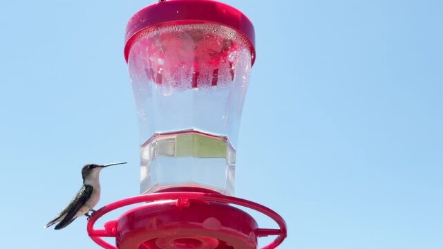 Hummingbird flys and perches on feeder against clear sky