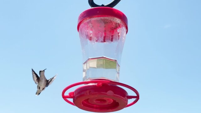 Hummingbird shares feeder with a fly