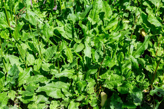 Garden sorrel bushes on field in sunny day, top view