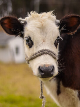 Primer plano de la cabeza de un ternero joven en una granja.