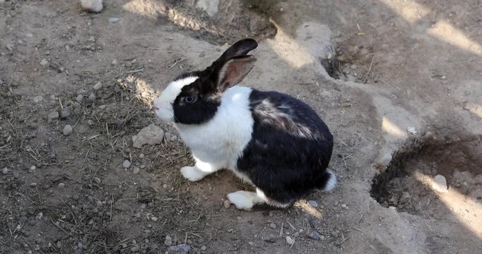 A small rabbit on dry, rocky ground, a big-eared rabbit is found near deep burrows and pits in a farmstead