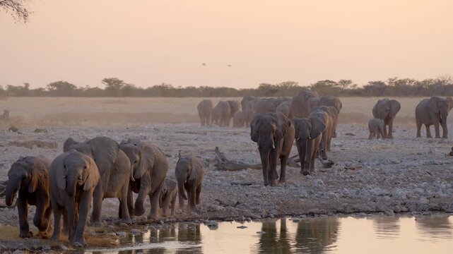 Etosha National Park, Namibia, a large herd of African elephants approach a waterhole at sunset.