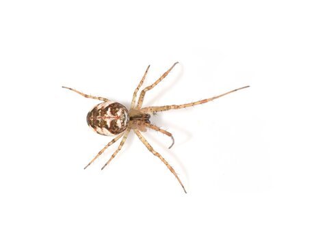 Orb-Weaver Spider Metellina mengei Isolated on White Background