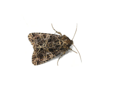 Lychnis Moth Hadena bicruris Isolated on White Background