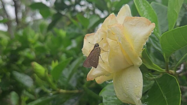 Skipper Butterfly