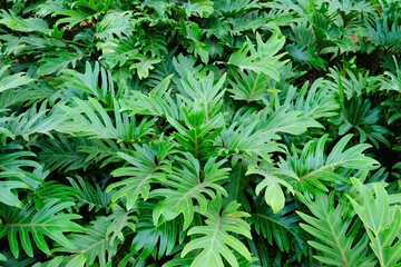 Philodendron foliage dense green tropical leaves with deep lobes forming a lush groundcover pattern © elena.tres