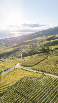 Aerial view of the terraced vineyards of Epesses, with winding roads and lush green vines stretching towards Lake Geneva in Bourg-en-Lavaux, Vaud, Switzerland.
