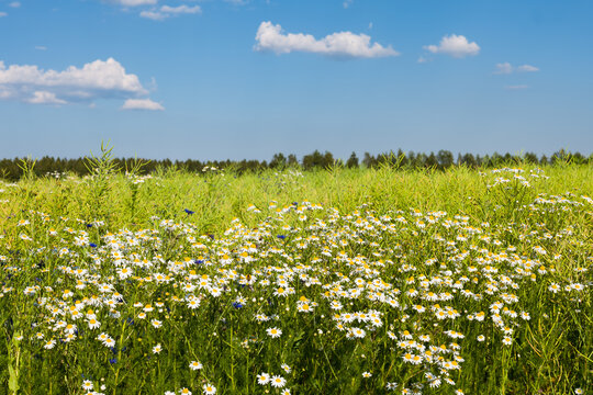 Acker-Hundskamille (Anthemis arvensis) im Rapsfeld