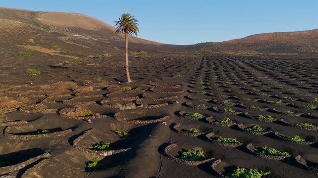 Aerial Sunset View of the Volcanic Vineyards and Ash Craters in La Geria Lanzarote