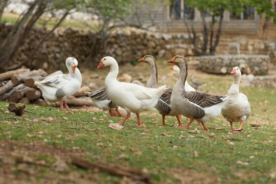 A flock of geese rests together in a natural countryside landscape. Soft outdoor scenery creates calm pastoral bird atmosphere.