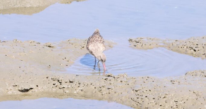 Marbled Godwit Foraging on a Tidal Mudflat