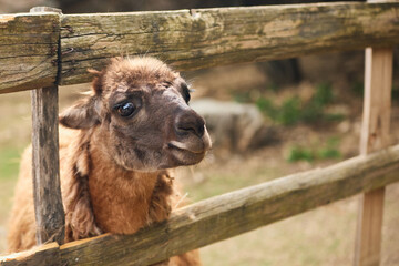Fototapeta premium A llama looks toward camera beside a wooden fence outdoors. Natural scenery and warm tones create peaceful countryside portrait atmosphere.