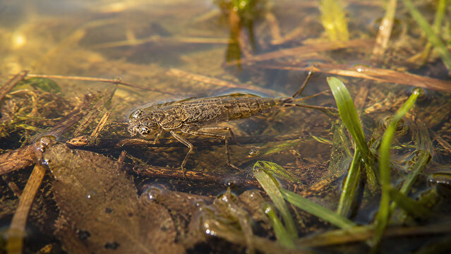 Macro shot of a water boatman insect swimming near aquatic plants in a freshwater pond