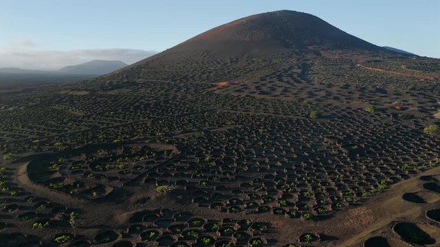 Aerial Sunset View of the Volcanic Vineyards and Ash Craters in La Geria Lanzarote