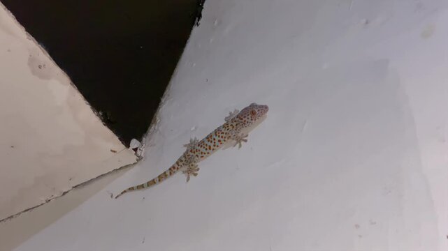 Tokay gecko crawling on a white wall