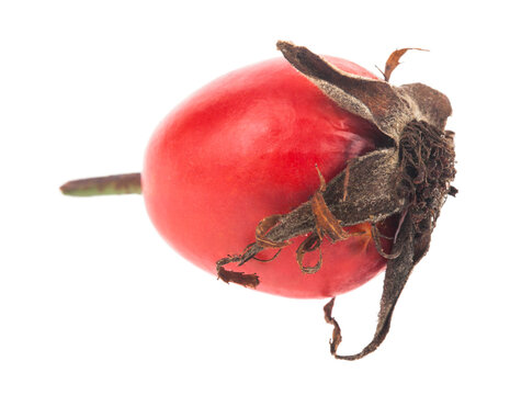 Rosehip berry isolated on a white background.