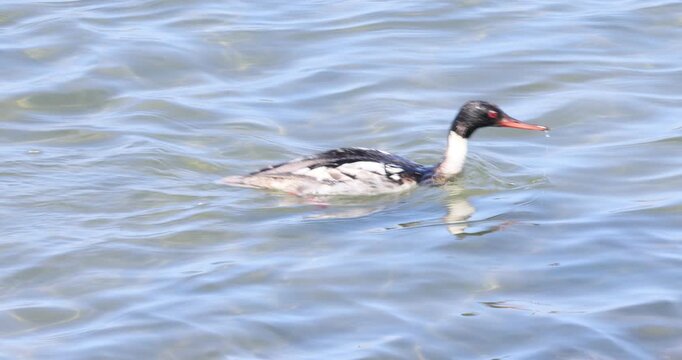 Red-breasted Merganser Foraging on Open Water