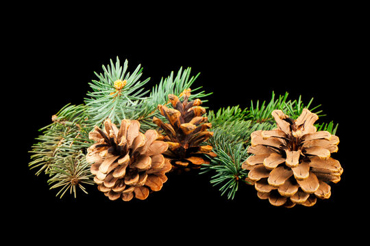 Fir tree branches and cones on a black background.