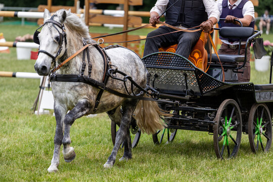 Gray pony pulls carriage equestrian driving competition grassy showground skilled handlers controlling reins. Traditional sport scene highlights horsemanship, precision agility training performance