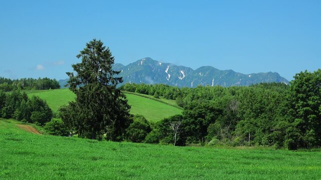 春よ来いの一本の木と夕張山地