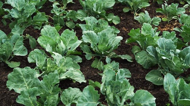 Organic cabbage plantation with fresh green vegetable leaves growing in a farm field for healthy eating and agriculture concept