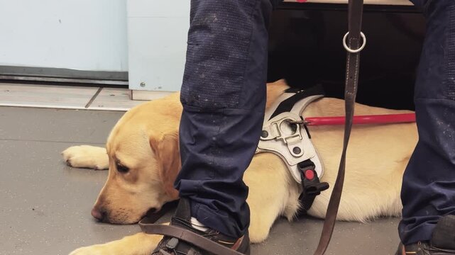 Loyal Guide Dog Rests Peacefully in Milan Metro, Italy