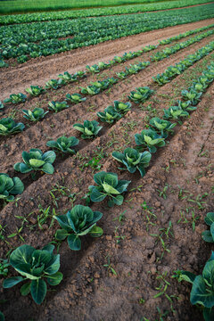 Rows of young collard greens growing in cultivated soil on an organic farm field, sustainable agriculture concept