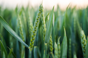 Obraz premium Young green wheat ears developing in a field, symbolizing growth, agriculture, and sustainable food production