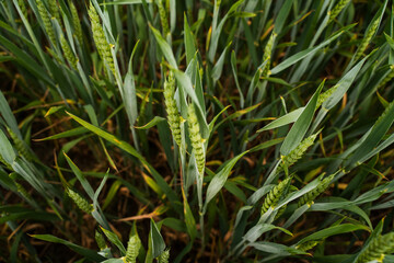 Obraz premium Green wheat field growing, young cereal crop with ripening ears, agriculture and food industry concept, natural background
