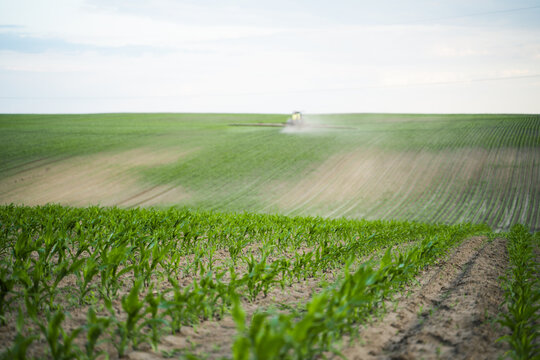 Young corn crops growing in a field with a tractor spraying agricultural chemicals in the background