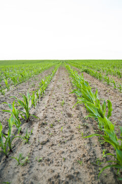 Young corn plants growing in neat rows in a fertile field, showing new growth, agriculture, and renewal