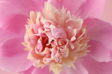 Fototapeta premium Beautiful pink peony flower as background, closeup