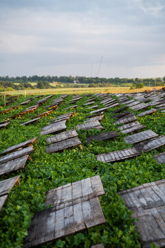 Snail farm with wooden shelters in green field, heliciculture production system and sustainable agriculture concept