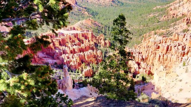 A smooth cinematic shot of green pine branches swaying in the wind against a breathtaking view of red rocks and hoodoos in Bryce Canyon valley under a blue sky on a sunny day. Travel concept.