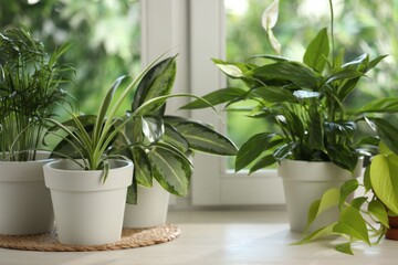 Fototapeta premium Potted houseplants on white wooden window sill indoors, closeup