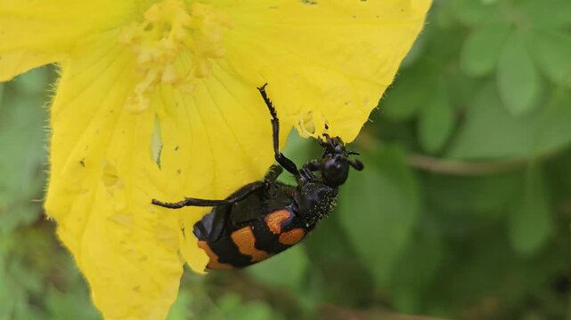 Banded blister beetle Mylabris spp resting and feeding on a vibrant yellow flower in its natural habitat. The close-up captures the beetle's distinctive black-and-orange striped pattern