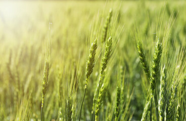 Obraz premium Wheat spikes growing in field outdoors, closeup