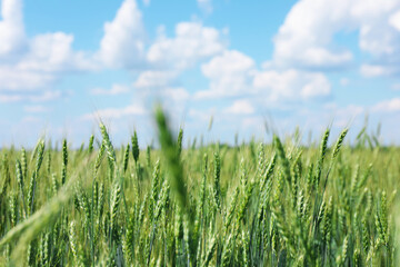 Obraz premium Wheat spikes growing in field outdoors, closeup. Space for text