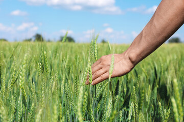 Obraz premium Man touching wheat spikes in field, closeup