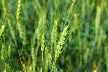 Obraz premium Wheat spikes growing in field outdoors, closeup