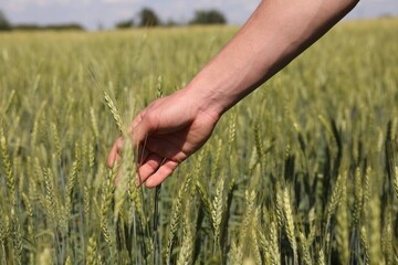 Obraz premium Man touching wheat spikes in field, closeup