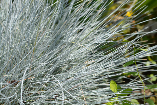 Blue fescue leaves - Latin name - Festuca glauca Compacta Blue