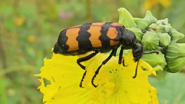 Banded blister beetle Mylabris spp resting and feeding on a vibrant yellow flower in its natural habitat. The close-up captures the beetle's distinctive black-and-orange striped pattern