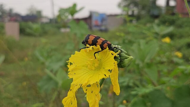 Banded blister beetle Mylabris spp resting and feeding on a vibrant yellow flower in its natural habitat. The close-up captures the beetle's distinctive black-and-orange striped pattern