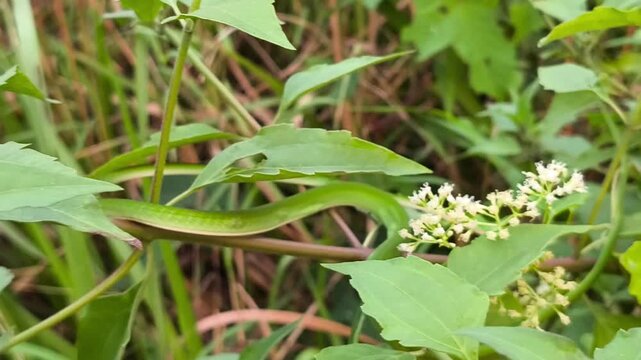 Slender green vine snake camouflaged among foliage displaying remarkable natural arboreal adaptation and stealth.
