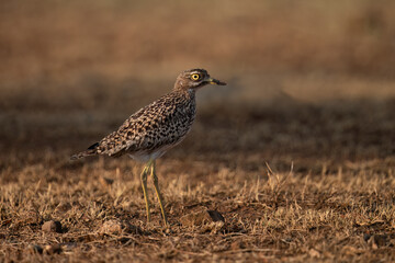 Spotted Thick-knee portret – South Africa © Hanlie
