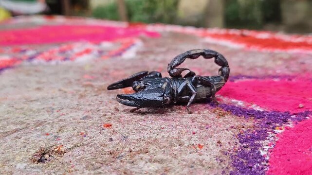 Black Scorpion Crawling on Stone Surface, Macro Close Up of Venomous Arachnid, Wildlife, Nature, Arthropod, Biodiversity